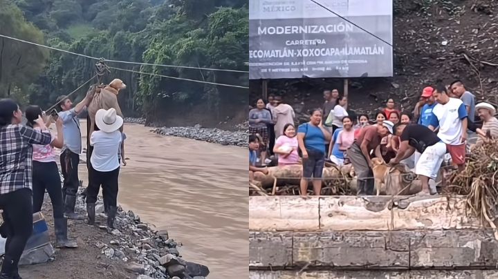 Emotivo video: Rescatan a un perro durante las inundaciones en Veracruz