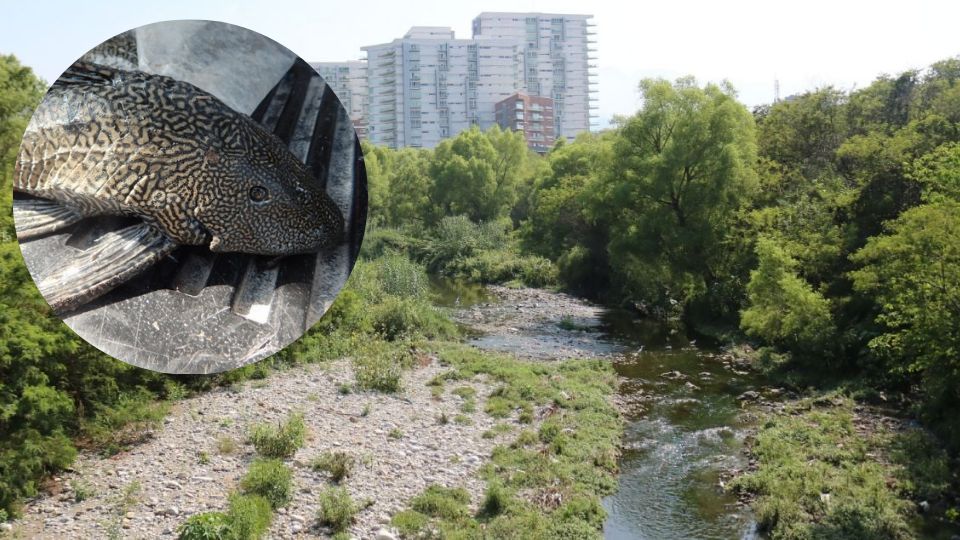 Captan peces diablo en el río La Silla