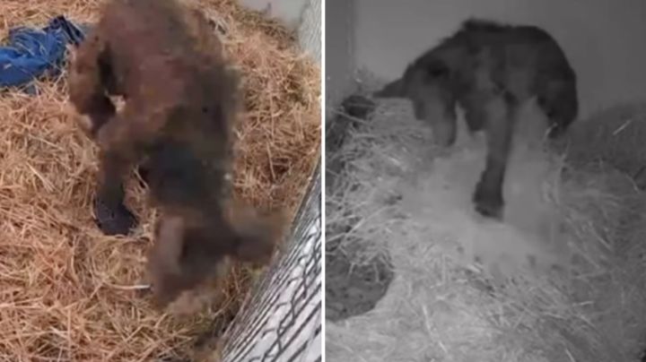 Un abrazo para Mina: Venderán peluches en apoyo a osita rescatada de La Pastora