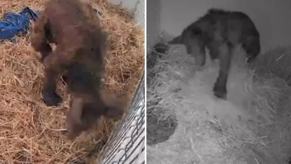 Osita Mina en Fundación Invictus