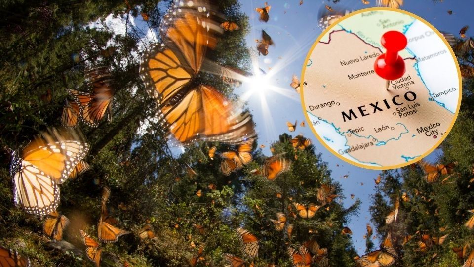 Conoce cuándo llegan las mariposas monarcas a México