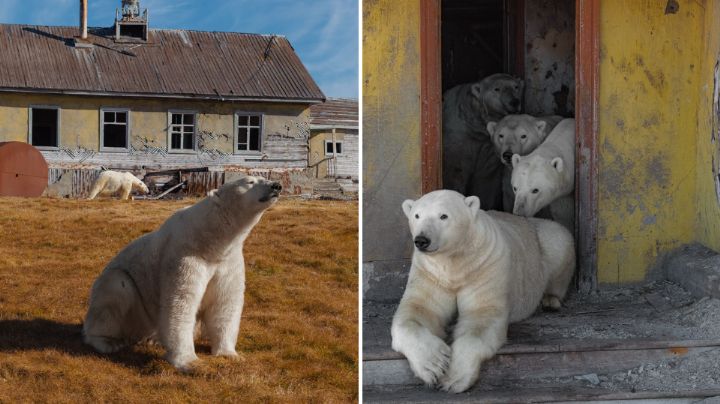 Osos polares se adueñan de base soviética abandonada en el Ártico