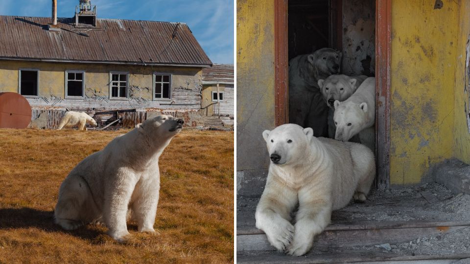 Osos polares en base soviética abandonada | Facebook / Vadim Makhorov
