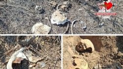 Hallan restos humanos en ejido al sur de Reynosa