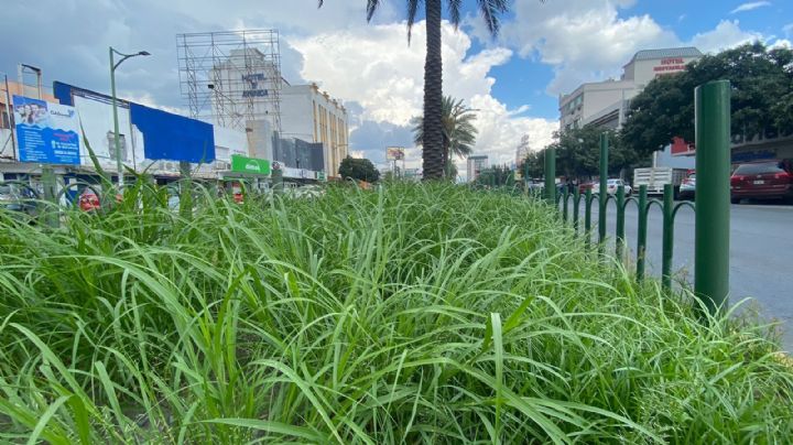 Corredores verdes exhiben abandono
