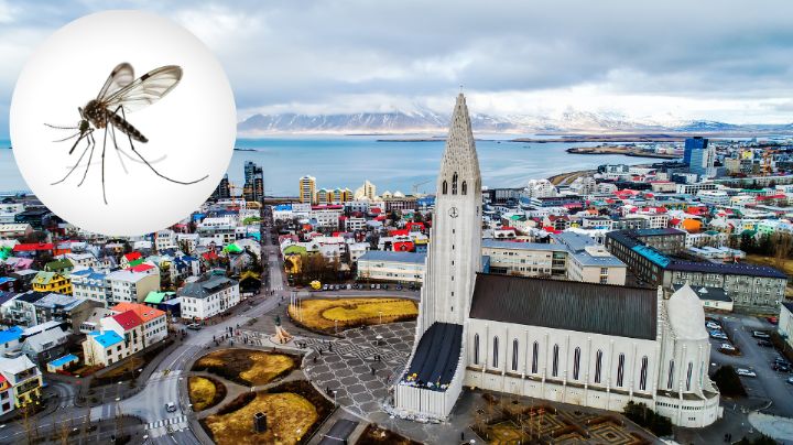 Detectan mosquitos en Islandia… ¡por primera vez en la historia!