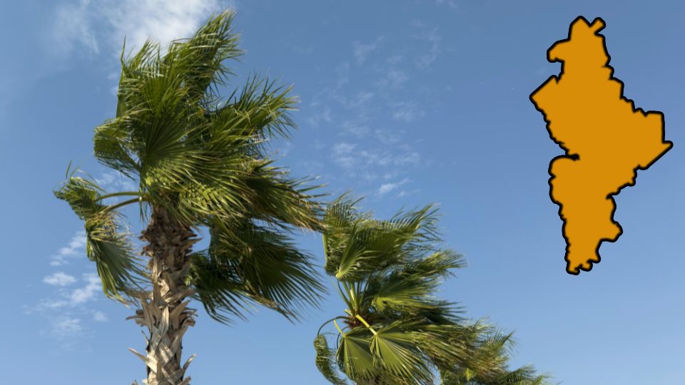 Palmeras sacudiéndose por fuerte viento