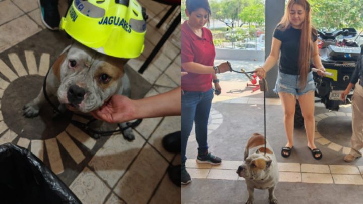 Localizan con vida a perrita extraviada durante el incendio de Santa Catarina