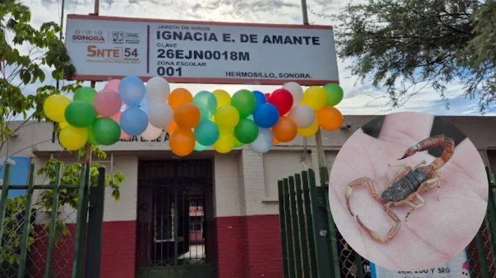 Niña de 5 años muere por picadura de alacrán en Hermosillo; hospital carecía de antídoto