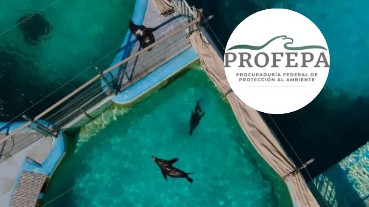 Profepa sanciona a acuario por maltrato animal en espectáculos en Veracruz