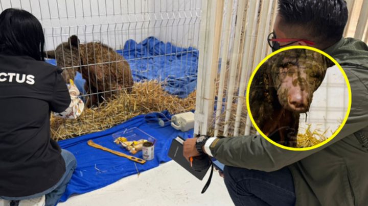 Osita Mina: Así luce a 29 días de su rescate del zoológico La Pastora