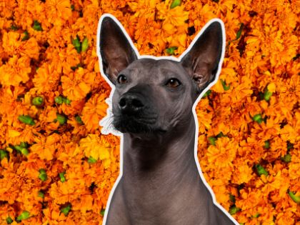 Aprueba Senado crear el Día Nacional del Xoloitzcuintle