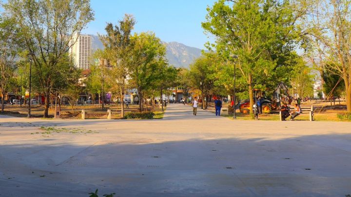 Nuevo León se coloca a la altura de Sidney y París en reforestación urbana