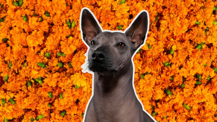 Xoloitzcuintle, el guardián del inframundo: su conexión con el Día de Muertos