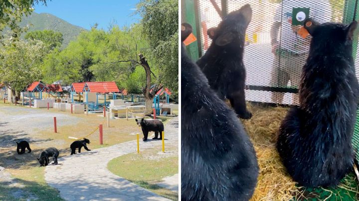 Profepa rescata a familia viral de osos en Bustamante, Nuevo León