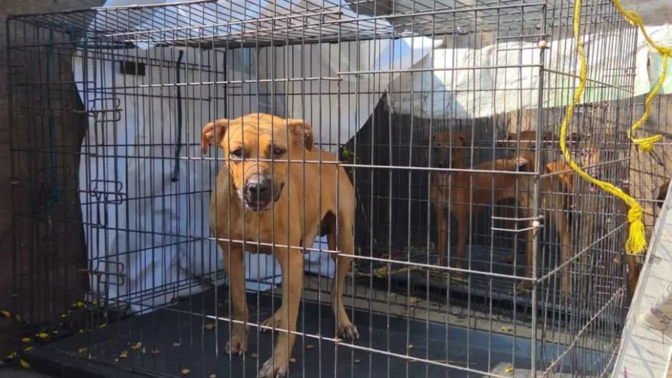 Rescatan a cuatro perritas abandonadas en fraccionamiento La Herradura, Veracruz.