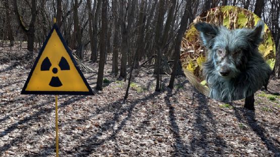 Hallan a 3 perros ‘azules’ cerca de la planta nuclear de Chernóbil