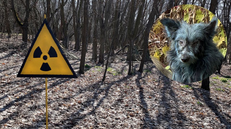 Perrito con pelo azul en Chernóbil