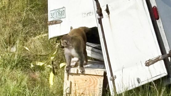 ¿Monos que escaparon tras una volcadura en EU están infectados? Esto se sabe