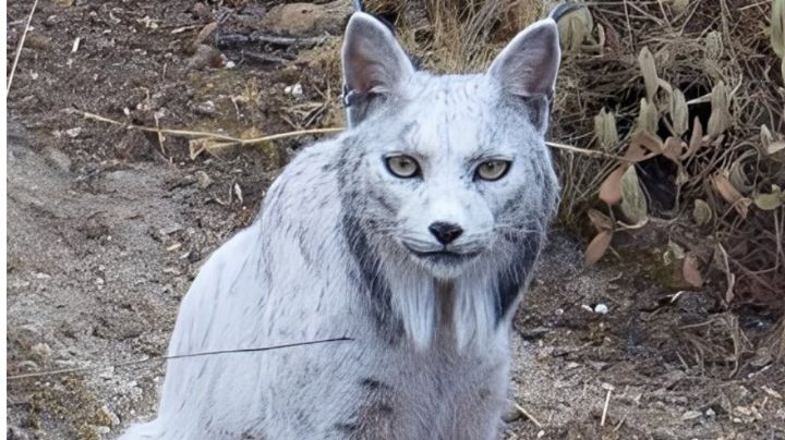 ‘Es un ser mitológico’: Esto sabemos del misterioso lince blanco visto en Jaén