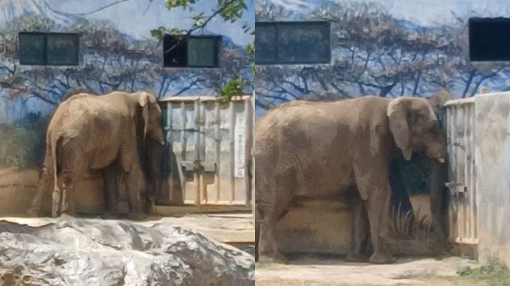 Revisarán condiciones de elefante Monty tras clausura de Zoológico La Pastora
