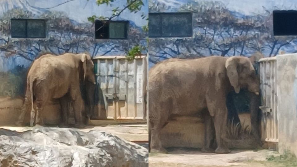 PROFEPA inicia inspección por denuncias sobre el estado de la elefanta 'Monty'
