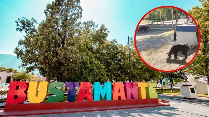 Impactante encuentro:  Cuatro osos irrumpen en día de campo familiar en Bustamante