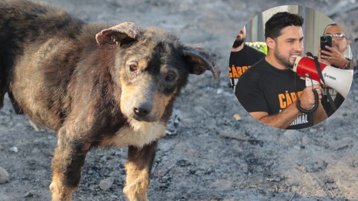 MC pide cárcel a quien cometa crueldad animal en Nuevo León
