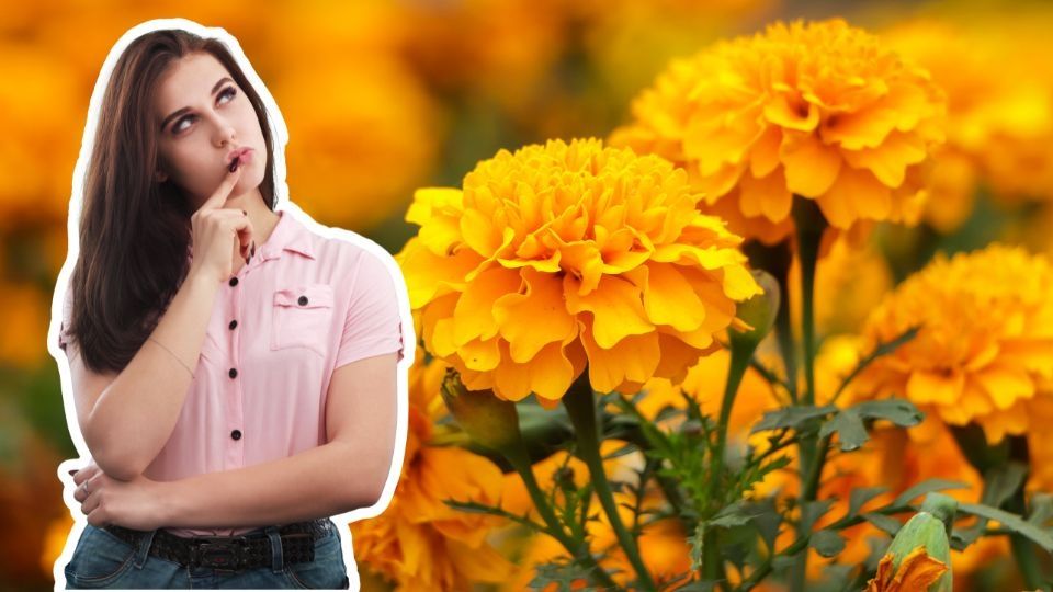 Conoce cuales son las propiedades medicinales de esta flor