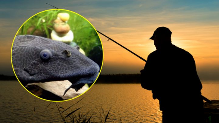 Qué hacer si pescas un pez diablo en Nuevo León | Recomendaciones oficiales