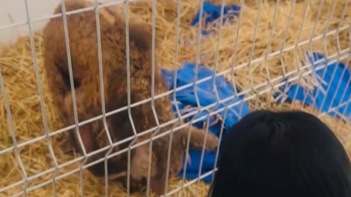 Osa Mina conmueve con su recuperación; así luce a 13 días de salir de La Pastora