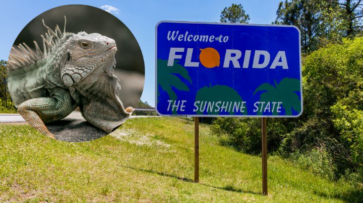 ¿Por qué hay iguanas cayendo de los árboles en Florida?