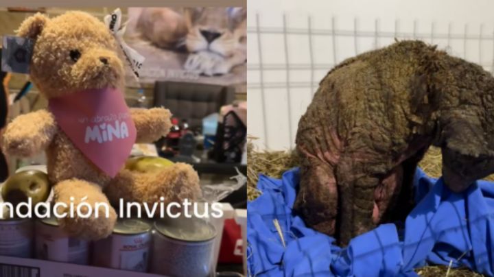 Venderán peluches para ayudar a Mina, la osita de La Pastora