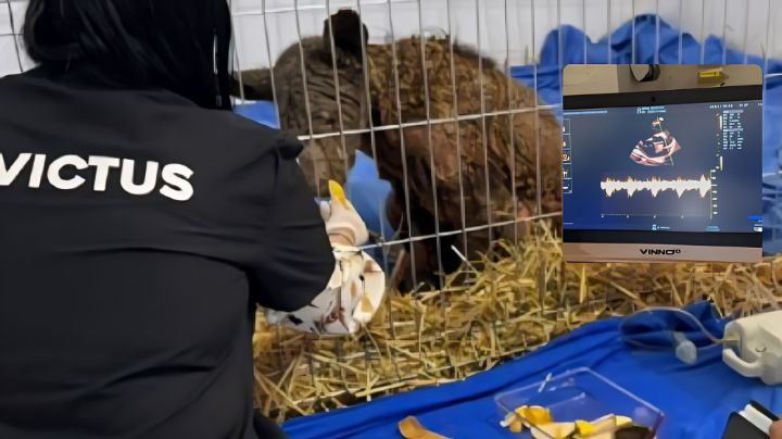 Conmueve video donde se escucha el corazón de la osita ‘Mina’: ‘Tenemos mejoría'
