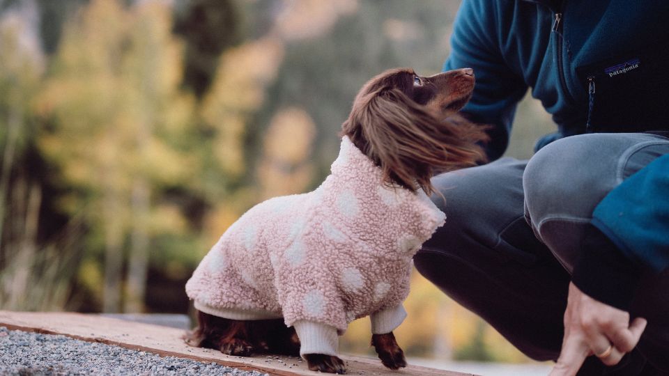 La doctora Andrea Bernal explico como puedes proteger a tus mascotas en el frío.