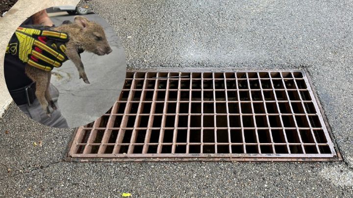 Pecarí bebé tiene tierno reencuentro con su familia tras caer a alcantarilla en Guadalupe