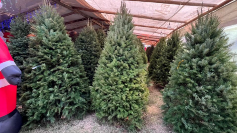 Feria del Pino en Monterrey.