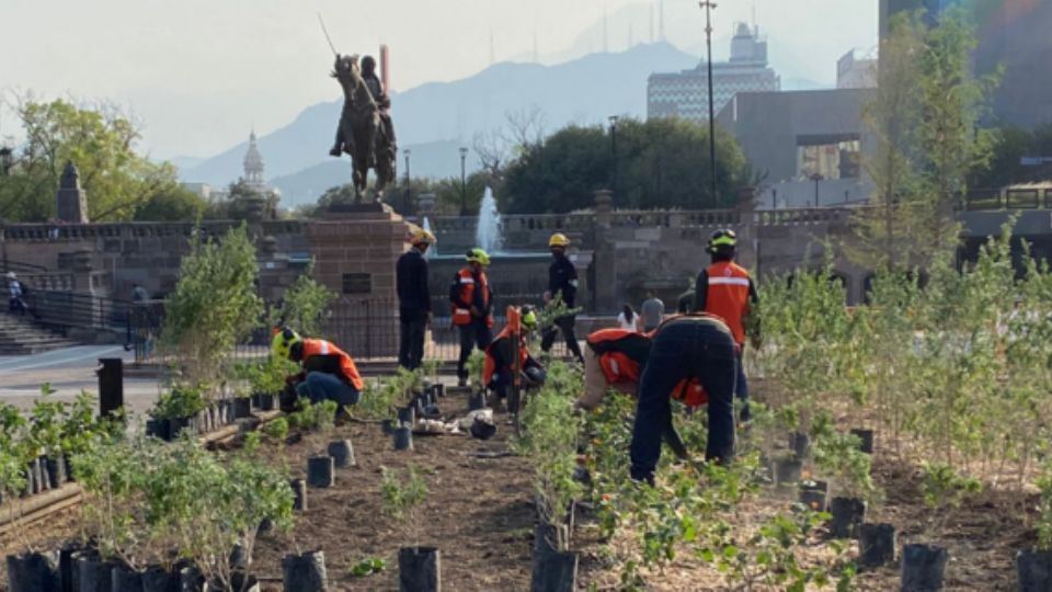 Arborización en áreas verdes de la Macroplaza.
