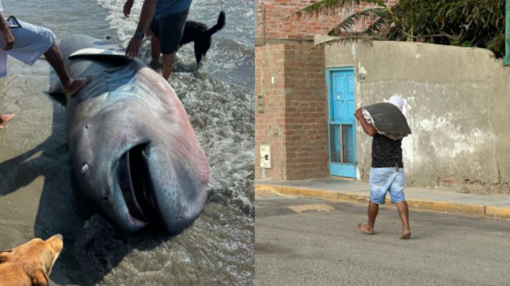 Tiburón Megaboca, especie rara en el mundo, muere en playa de Perú y habitantes lo filetean