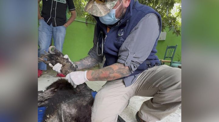 Muere oso rescatado en Bustamante; padecía bacteria que le causó anemia severa