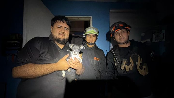 Video: Rescatistas salvan a perrito tras explosión en Pesquería