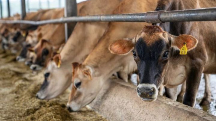 Detectan caso de gusano barrenador en Montemorelos