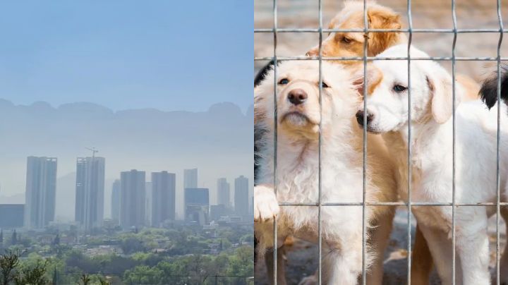 Maltrato animal y calidad del aire, los principales retos de Medio Ambiente Estatal