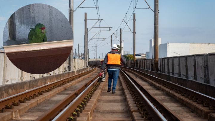 Rescatan a loro tamaulipeco en las vías del Metro de Monterrey