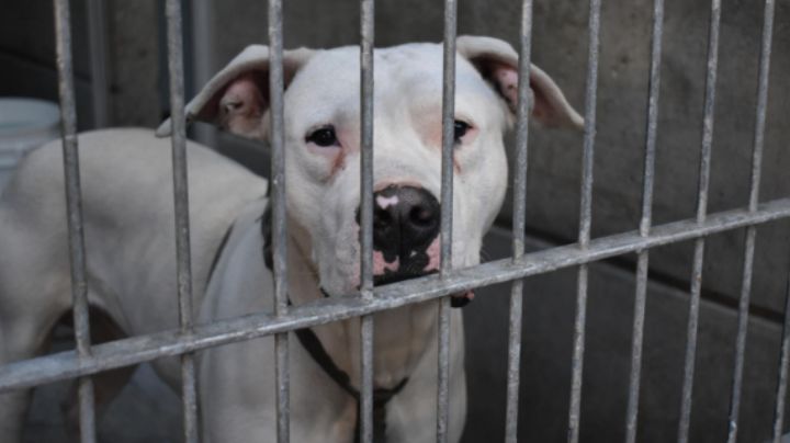 Proponen profesionalizar Centros de Bienestar Animal en NL