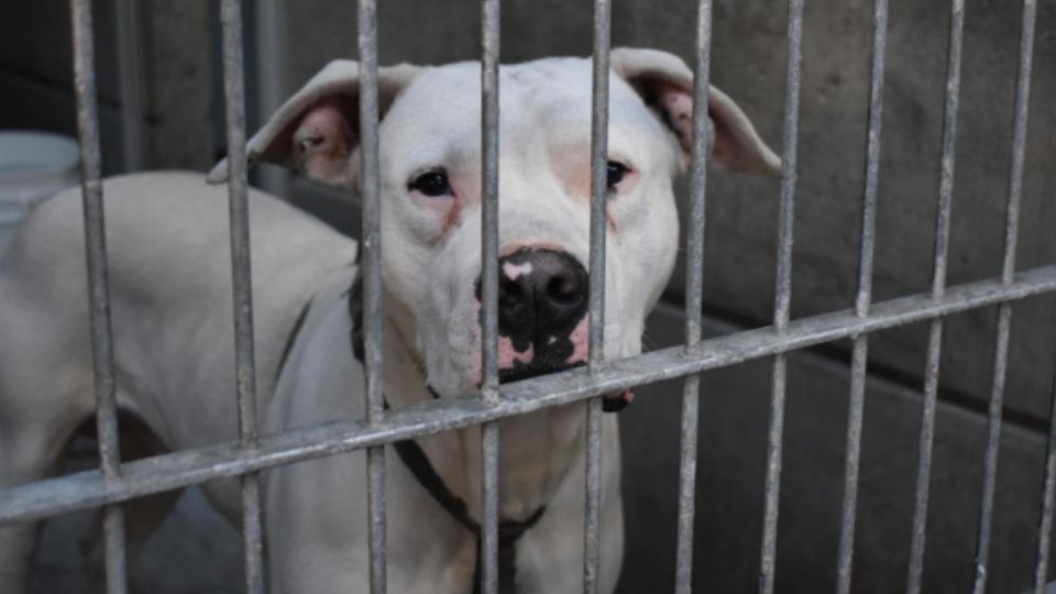 Perro en Centro de Bienestar Animal.
