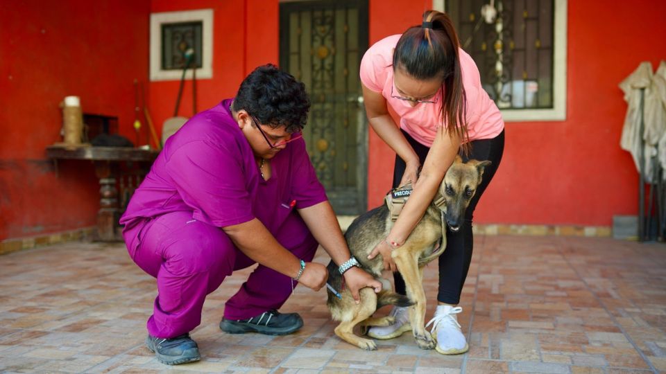 El objetivo es facilitar la salud animal y promover una cultura de responsabilidad y cuidado entre las familias santacatarinenses.