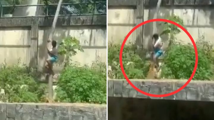 Joven que soñaba con ser domador muere atacado por leona en zoológico de Brasil