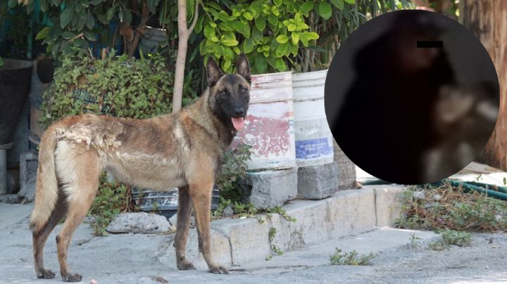 Detienen a hombre acusado de abusar y matar perritas en García