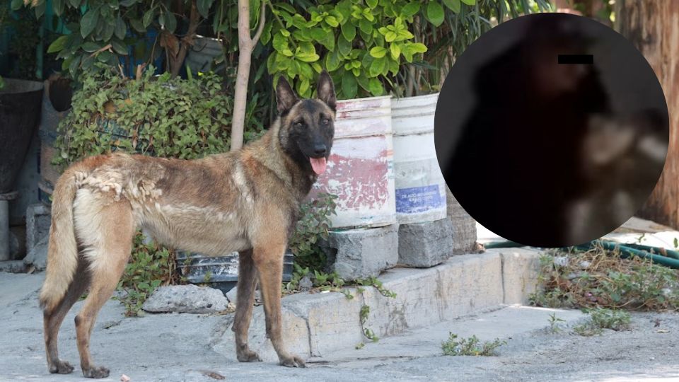 Capturan a presunto abusador de perritas en García